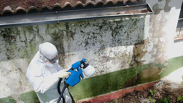 Trusted Mold Remediation service in Deer Park, NY - Cheap Mold Removal